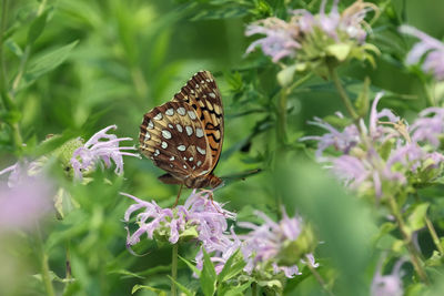 Fritillary butterfly