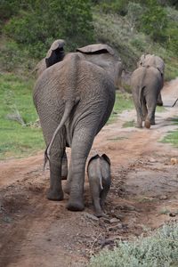 Elephant walking in a farm