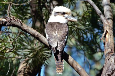 Close-up of bird perching on branch