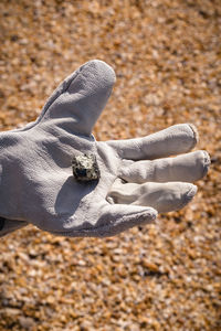 Close-up of hand holding shell on land