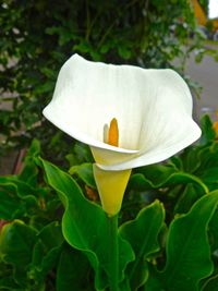 Close-up of white flowers