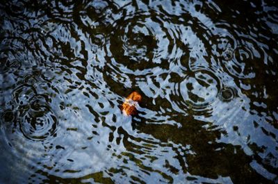 High angle view of duck swimming in lake