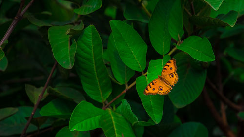 A lovely butterfly sit on the green leaf.