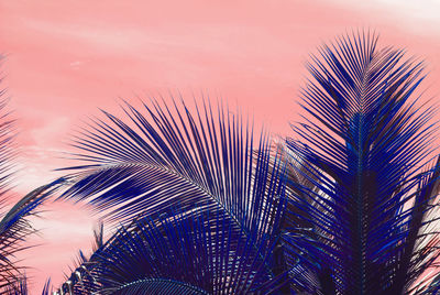 Low angle view of palm tree against blue sky