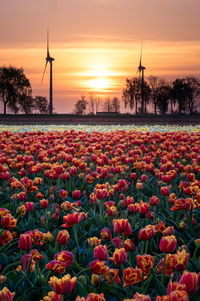 Tulips in sprintime bloomig on a flower field in germany
