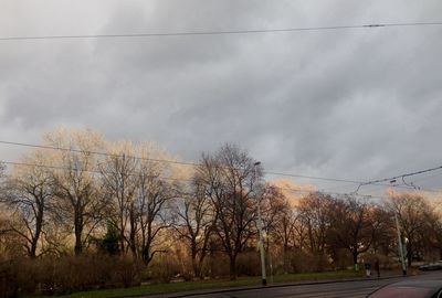 Bare trees against sky