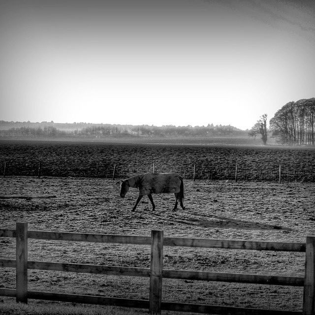 animal themes, animals in the wild, clear sky, wildlife, one animal, copy space, domestic animals, mammal, bird, field, fence, landscape, nature, livestock, standing, horse, full length, tranquility, tranquil scene, herbivorous