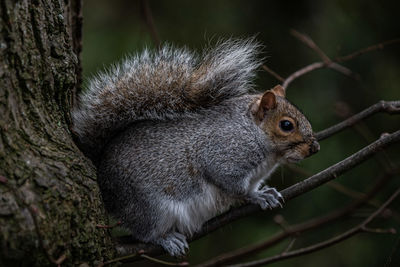 Close-up of squirrel on tree trunk