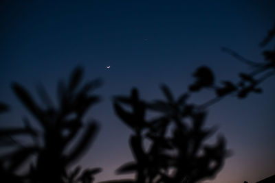 Low angle view of silhouette plants against sky at night