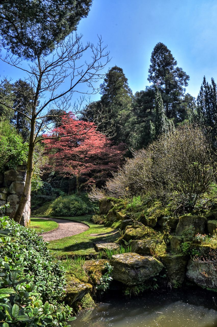 plant, growth, tree, nature, beauty in nature, sky, day, tranquility, no people, tranquil scene, scenics - nature, land, rock, outdoors, green color, sunlight, forest, non-urban scene, rock - object, red