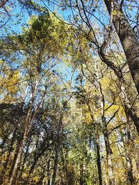 Low angle view of trees in forest against sky