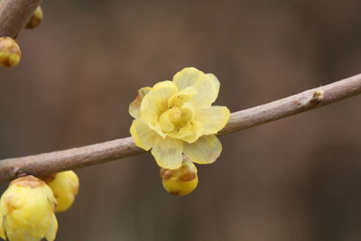 Close-up of yellow flower