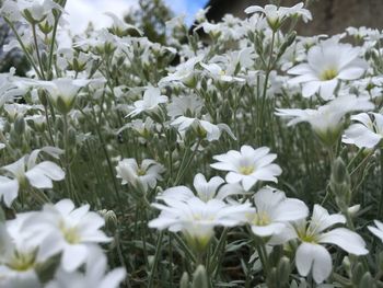 Close-up of white flowering plants on field