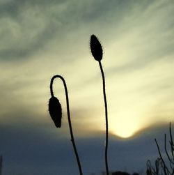 Low angle view of silhouette flowering plant against sky