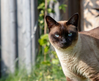 Close-up portrait of a cat