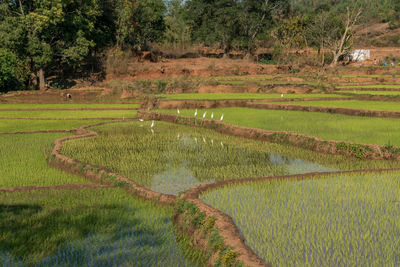 Scenic view of agricultural field