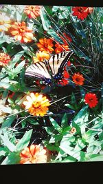 Close-up of butterfly on plant