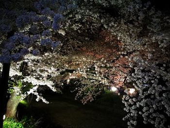 Close-up of illuminated rock against trees at night