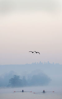 Birds flying over sea against sky