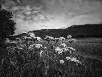 Flowers growing on plant at grassy field against sky