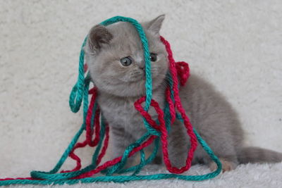 Close-up of dog tied up rope