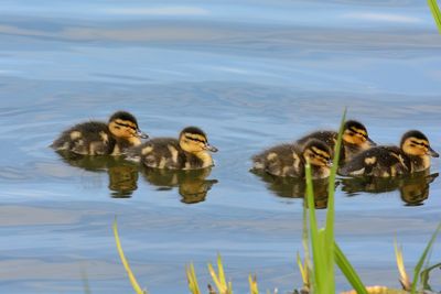 Ducklings swimming in lake