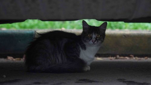 Portrait of black cat sitting outdoors