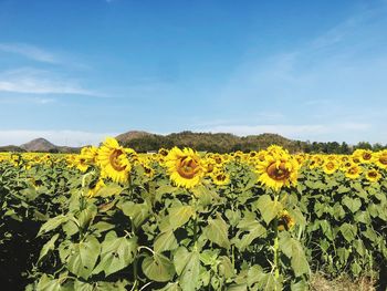 Scenic view of sunflower field against sky