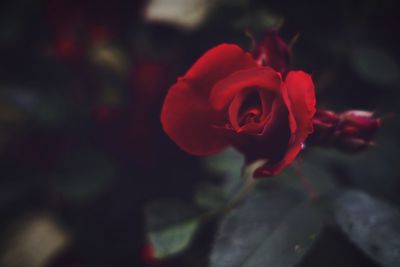Close-up of red flower blooming outdoors