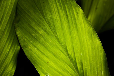 Close-up of leaf