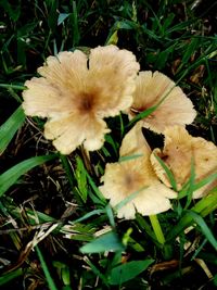 High angle view of flowering plant on field