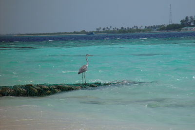 View of a bird on beach