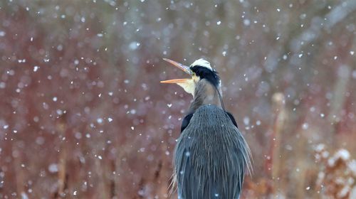 Close-up of bird perching on snow