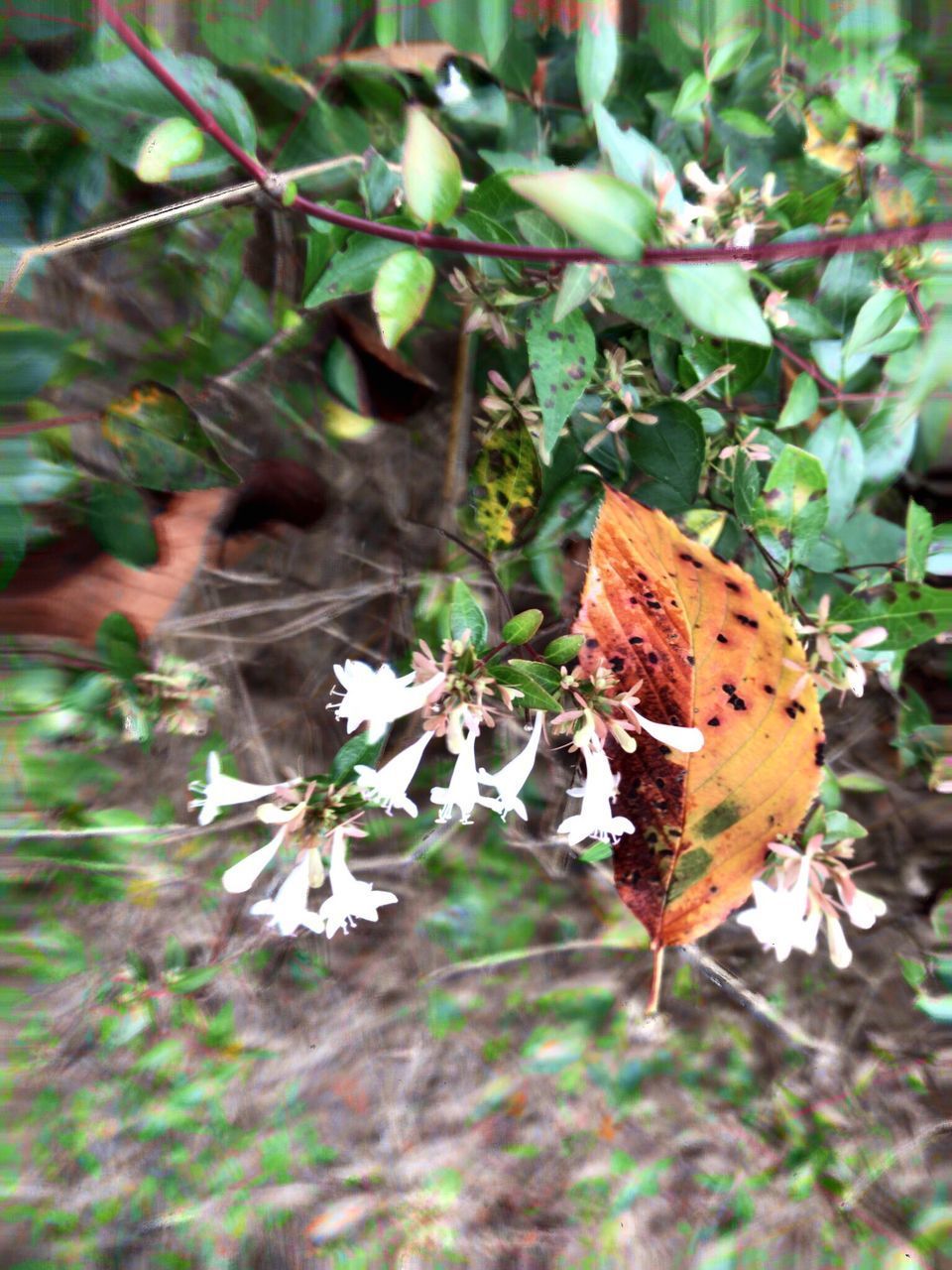 CLOSE-UP OF AUTUMN LEAVES ON TREE