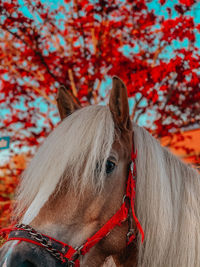 Close-up of a horse