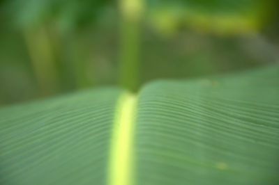 Close-up of green leaves