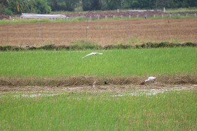 Bird flying over field