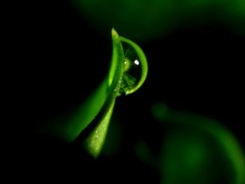 Close-up of fresh green plant against black background