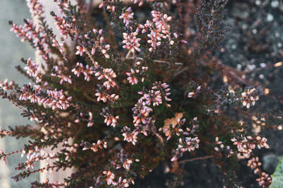 Close-up of cherry blossom