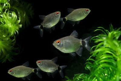 Close-up of fish swimming in sea