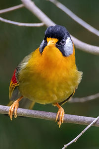 Close-up of bird perching on branch