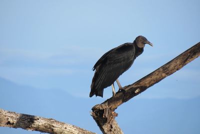 Low angle view of bird perching on tree against sky