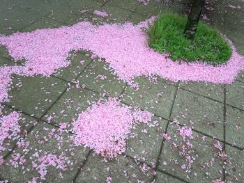 Close up of pink flowers