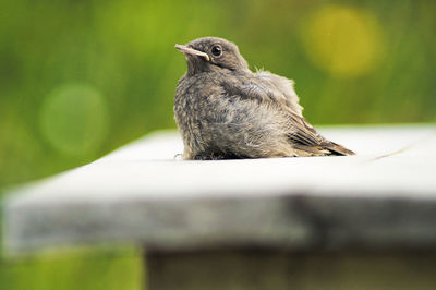Close-up of bird sitting on roof