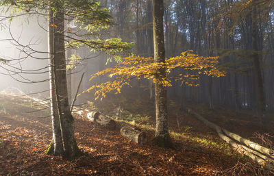 Trees in forest during autumn