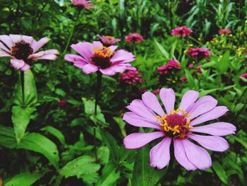 Close-up of pink flowers blooming outdoors