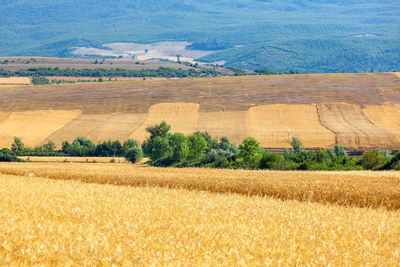 Scenic view of field against mountain