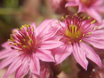 Close-up of pink flowering plant