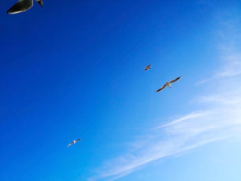 Low angle view of seagulls flying in sky