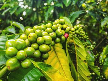 Close-up of coffee beans growing on tree branches